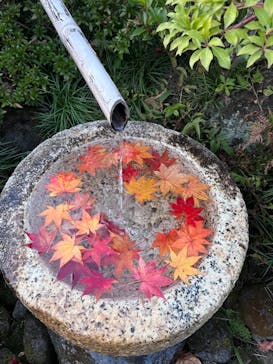 国営昭和記念公園 秋の夜散歩に投稿された画像（2022/11/9）