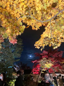 国営昭和記念公園 秋の夜散歩に投稿された画像（2022/11/9）