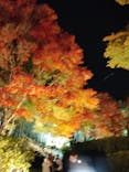 国営昭和記念公園 秋の夜散歩に投稿された画像（2022/11/9）
