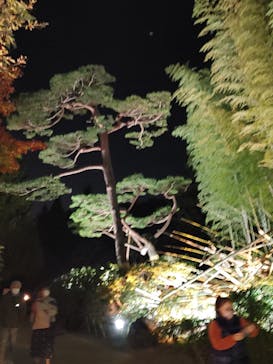 国営昭和記念公園 秋の夜散歩に投稿された画像（2022/11/9）