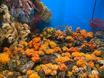 しながわ水族館に投稿された画像（2022/11/9）