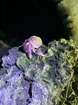 石垣島 ADVENTURE PiPi（イシガキジマアドベンチャーピピ）に投稿された画像（2022/11/9）