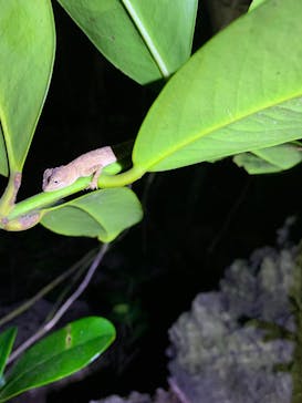 石垣島 ADVENTURE PiPi（イシガキジマアドベンチャーピピ）に投稿された画像（2022/11/9）