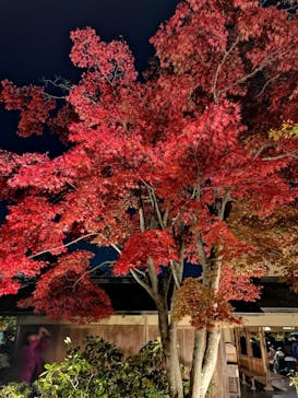 国営昭和記念公園 秋の夜散歩に投稿された画像（2022/11/9）