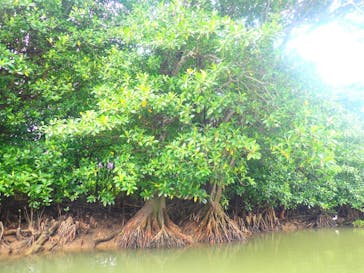 石垣島 ADVENTURE PiPi（イシガキジマアドベンチャーピピ）に投稿された画像（2022/11/9）