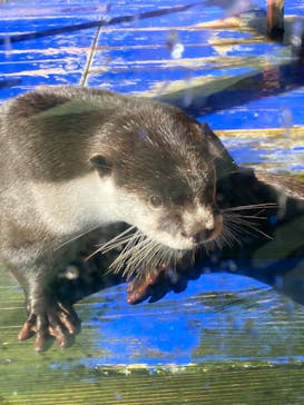 ゼロ距離水族館 伊勢シーパラダイスに投稿された画像（2022/11/9）
