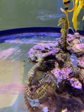 ゼロ距離水族館 伊勢シーパラダイスに投稿された画像（2022/11/9）