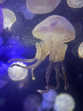 串本海中公園水族館に投稿された画像（2022/11/9）