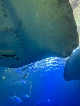 串本海中公園水族館に投稿された画像（2022/11/9）