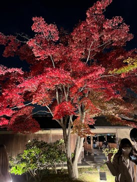 国営昭和記念公園 秋の夜散歩に投稿された画像（2022/11/9）