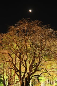 国営昭和記念公園 秋の夜散歩に投稿された画像（2022/11/10）