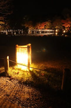 国営昭和記念公園 秋の夜散歩に投稿された画像（2022/11/10）