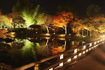 国営昭和記念公園 秋の夜散歩に投稿された画像（2022/11/10）