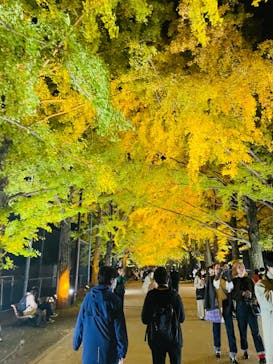 国営昭和記念公園 秋の夜散歩に投稿された画像（2022/11/10）