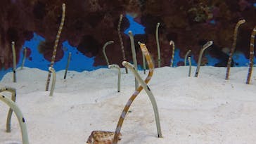 沖縄美ら海水族館に投稿された画像（2022/11/10）