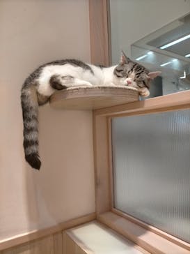 猫カフェモカ　イオンモール幕張新都心店に投稿された画像（2022/11/10）