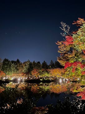 国営昭和記念公園 秋の夜散歩に投稿された画像（2022/11/10）