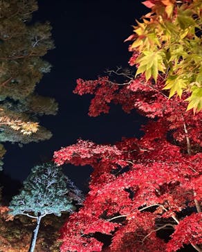 国営昭和記念公園 秋の夜散歩に投稿された画像（2022/11/10）