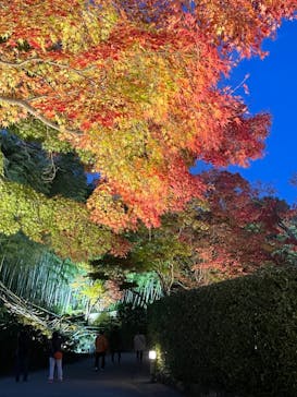 国営昭和記念公園 秋の夜散歩に投稿された画像（2022/11/10）