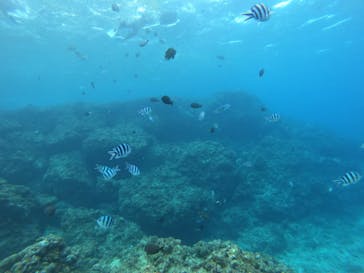 DIVING-SHOP SUNSに投稿された画像（2022/11/11）