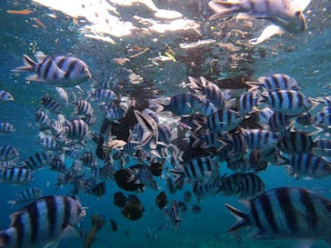 沖縄マリンサービス碧に投稿された画像（2022/11/11）