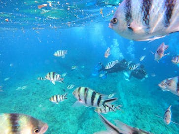 沖縄マリンサービス碧に投稿された画像（2022/11/11）