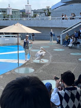 大分マリーンパレス水族館 「うみたまご」に投稿された画像（2022/11/11）