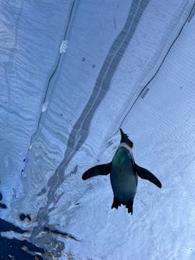 サンシャイン水族館に投稿された画像（2022/11/11）
