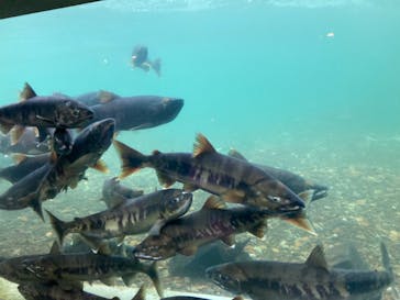 サケのふるさと 千歳水族館に投稿された画像（2022/11/11）