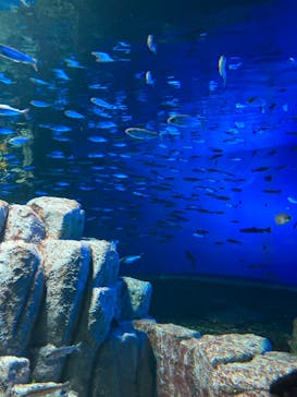 サケのふるさと 千歳水族館に投稿された画像（2022/11/11）