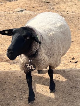 牧歌の里に投稿された画像（2022/11/11）