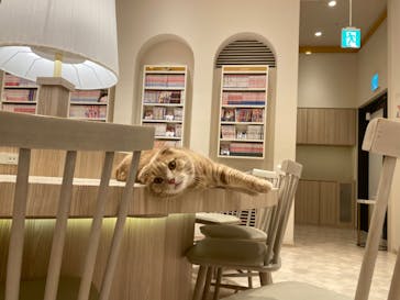 猫カフェモカ　イオンモール幕張新都心店に投稿された画像（2022/11/11）