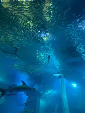 横浜・八景島シーパラダイスに投稿された画像（2022/11/11）