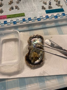 しながわ水族館に投稿された画像（2022/11/11）