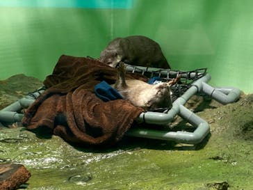 しながわ水族館に投稿された画像（2022/11/11）