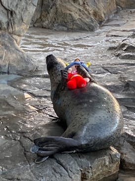 しながわ水族館に投稿された画像（2022/11/11）