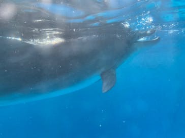 新江ノ島水族館に投稿された画像（2022/11/11）