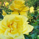 京成バラ園に投稿された画像（2022/11/11）