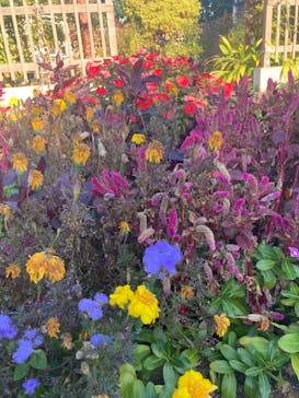 京成バラ園に投稿された画像（2022/11/11）