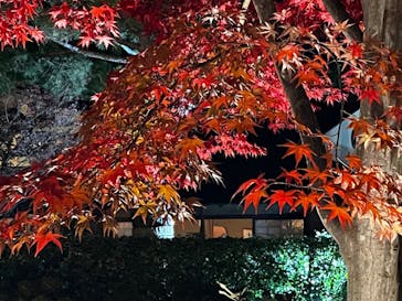 国営昭和記念公園 秋の夜散歩に投稿された画像（2022/11/11）