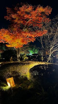 国営昭和記念公園 秋の夜散歩に投稿された画像（2022/11/11）