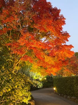 国営昭和記念公園 秋の夜散歩に投稿された画像（2022/11/11）