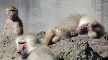 伊豆アニマルキングダムに投稿された画像（2022/11/11）