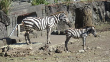 伊豆アニマルキングダムに投稿された画像（2022/11/11）