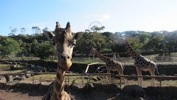 伊豆アニマルキングダムに投稿された画像（2022/11/11）