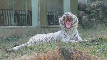 伊豆アニマルキングダムに投稿された画像（2022/11/11）