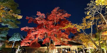 国営昭和記念公園 秋の夜散歩に投稿された画像（2022/11/11）