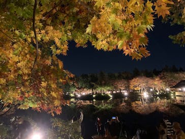 国営昭和記念公園 秋の夜散歩に投稿された画像（2022/11/11）