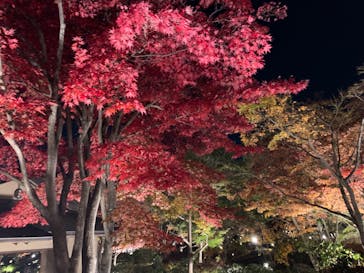 国営昭和記念公園 秋の夜散歩に投稿された画像（2022/11/11）