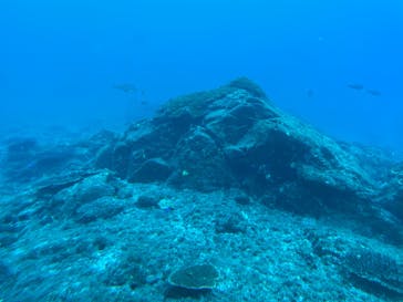 串本海中公園水族館に投稿された画像（2022/11/11）